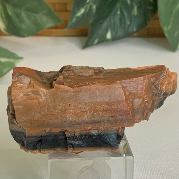 Red Petrified Wood Limb Orange Black Rough Display Specimen 3.3"x1.75" 142g 5oz - Picture 12 of 15